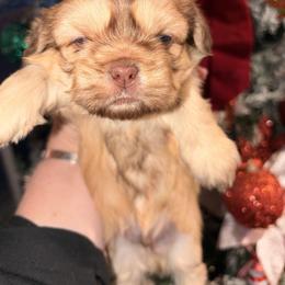 Odie - Red male Shih Tzu puppy in Wilkesboro, North Carolina from Frannie and Annie Shih Tzu Babies
