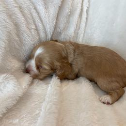 Cocker Spaniel Puppies from Jennifer Dees