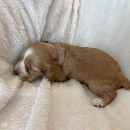 Cocker Spaniel Puppies from Jennifer Dees