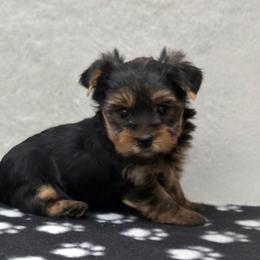 Rory - Blue and gold male Yorkshire Terrier puppy in Monticello, Iowa from Ashley’s Puppies