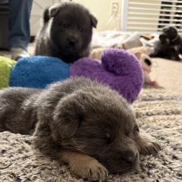 German Shepherd Puppies from Legacy K9’s