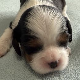 Boy 3 - Tri-color male Cavalier King Charles Spaniel puppy in Clintonville, Wisconsin from Whispering Meadows Performances Horses and Cavalier King Charles Spaniels