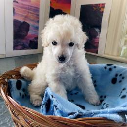 Poodle Puppies from Adagio Toy Poodles