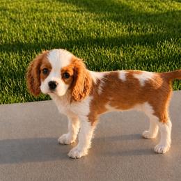 Layla Bug - Blenheim female Cavalier King Charles Spaniel puppy in Shepherdsville, Kentucky from Cavalierkentuckypride