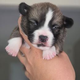 Alexander Hamilton - Sable and white male American Corgi puppy in Tallahassee, Florida from Koko's Korgis