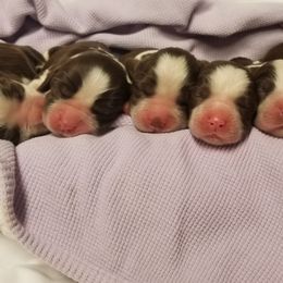 Dogue de Bordeaux and English Springer Spaniel Puppies from Wildwood
