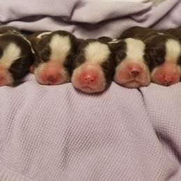 Dogue de Bordeaux and English Springer Spaniel Puppies from Wildwood