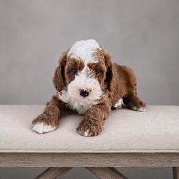 Rip - Red  male Goldendoodle puppy in Floyd, Virginia from Hearts and Paws Poodles and Doodles