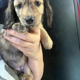 Kassidy - Brindle female Dachshund puppy in Bigfork, Minnesota from Dachshunds Up North