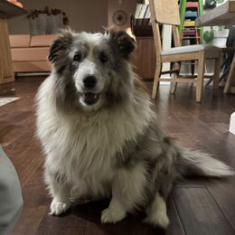 Hermione - Shetland Sheepdog