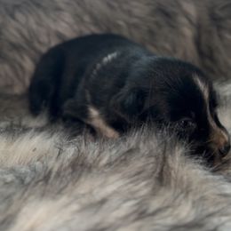 Chanel - Black & white female Australian Shepherd puppy in Windsor, New York from Double B Aussies