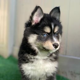 Pomsky Puppies from Pomskies of Windermere