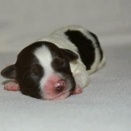 Girl 2 chocolate more white face - Chocolate female Havanese puppy in Angier, North Carolina from Hoppy Havanese