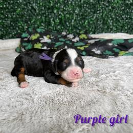 Purple girl - Tri-color female Bernedoodle puppy in Modesto, California from Two Doods Doodles