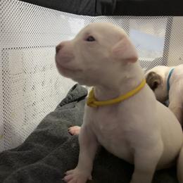 American Bulldog Puppies from DF's Unlimited Ruff