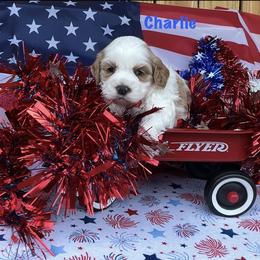 Charlie - Red and white male Cockapoo puppy in Connersville, Indiana from MoonShine Babies