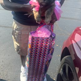 Shih Tzu Puppies from Diamond Paws LLC