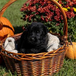 Blue - Black male German Shepherd puppy in Hammond, Louisiana from Von LaMarca German Shepherds