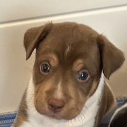 Mustang - White, chocolate and tan male Rat Terrier puppy in Savoy, Texas from Rockin EZ Rat Terriers
