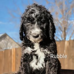 Goldendoodle Puppies from Houservillekennels