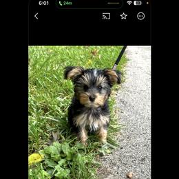 Morkie Puppies from The Morkie Mom
