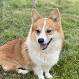 JohnBoy  - Pembroke Welsh Corgi