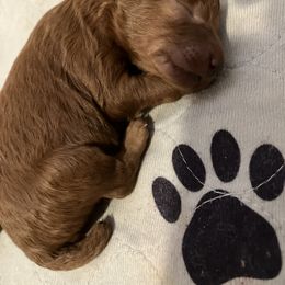 Poodle Puppies from Martin's Poodles and Doodles