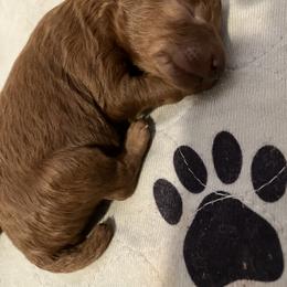 Poodle Puppies from Martin's Poodles and Doodles