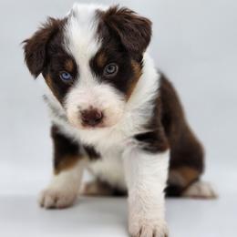 Australian Shepherd, Border Collie, Miniature American Shepherd, Miniature Australian Shepherd, and Toy Australian Shepherd Puppies from Aloe Aussies