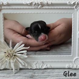 Glee - Black and tan male Pembroke Welsh Corgi puppy in Citrus Heights, California from The Joy of Corgis