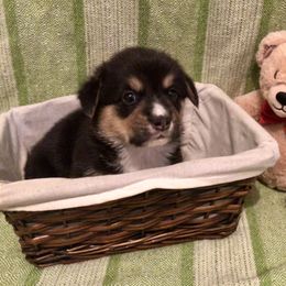 Pembroke Welsh Corgi Puppies from A&A’s Adorable Corgis