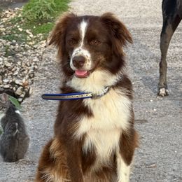 Cocoa - Miniature Australian Shepherd