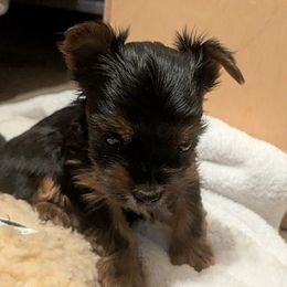 Mickey - Black and tan male Yorkshire Terrier puppy in Gatesville, Texas from KontryKritterz Yorkies