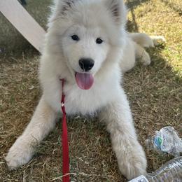 Labrador Retriever and Samoyed Puppies from Carefree Samoyeds & Deserthills Labradors