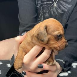 White - Dapple female Dachshund puppy in Saint Albans, Maine from Australian Cattle Cuties and littles