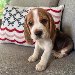 Baby boy 2 - Black white and tan male Beagle puppy in Monticello, Georgia from Beaglelove