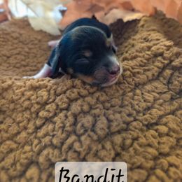 Bandit - Piebald male Dachshund puppy in Lubbock, Texas from Wagging Tails