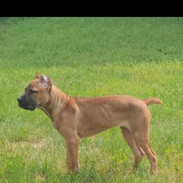 Red Fawn male 2 (guardian) - Fawn male Cane Corso puppy in Sturgeon Lake, Minnesota from Coffee Lake K9s