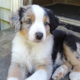 Duncan - Blue merle male Miniature Australian Shepherd puppy in Sound Beach, New York from Awesome Aussies