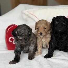 Tan Girl - Apricot female Goldendoodle puppy in Rush, New York from Care Bear Puppies