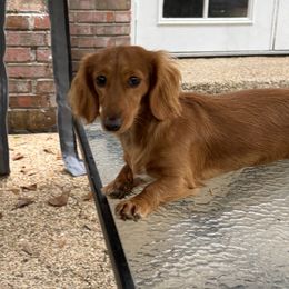 Rosie - Dachshund