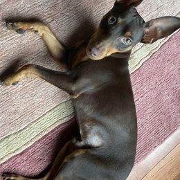 Miniature Pinschers from Marquart Minpins