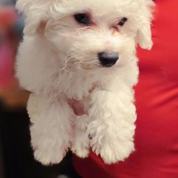 Wanda - White and apricot female Bichon Frise puppy in Altmar, New York from Abbott Animals