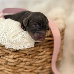 Fendi - Sable female Aussiedoodle puppy in Queen Creek, Arizona from Sunny Doodles