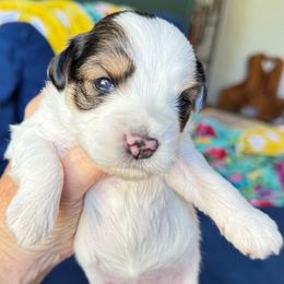 Parti female Ella - Parti female Miniature Schnauzer puppy in Temple, Texas from Schnauzers Of Taylor