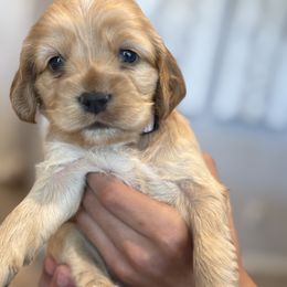 Cocker Spaniel Puppies from Aurora's Cocker Spaniels
