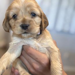 Cocker Spaniel Puppies from Aurora's Cocker Spaniels