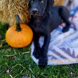 Catahoula Leopard Dog Puppies from Peach Tree Catahoulas