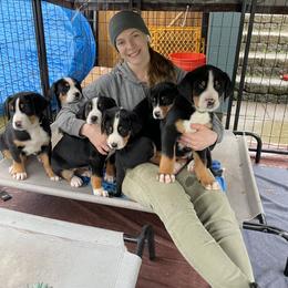 Greater Swiss Mountain Dog Puppies from Woodland Swissie’s