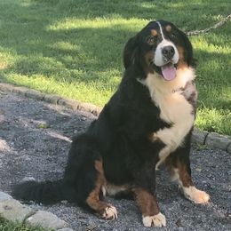 Georgia - Bernese Mountain Dog